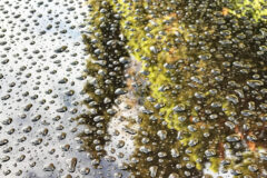 10-22 - gut gewachst in die regenzeit